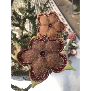 เก๋งจีนพรมเปอร์เซีย Edithcolea Grandis