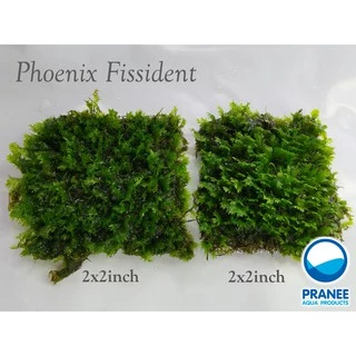 มอส ขนนกเล็ก Phoenix Fissident ต้นไม้น้ำใส่ตู้ปลา พันตะแกรงสเตนเลส ต้นไม้น้ำพร้อมปลูก