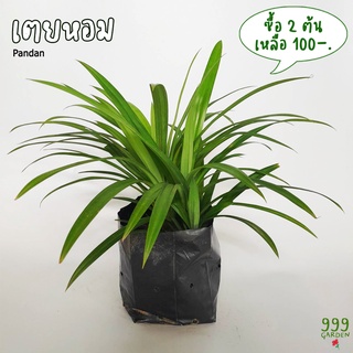 ต้นเตยหอม ชำติดรากเดิน ถุง4*8นิ้ว  ( ต้นเตย / ต้นใบเตย / Pandan )  999garden