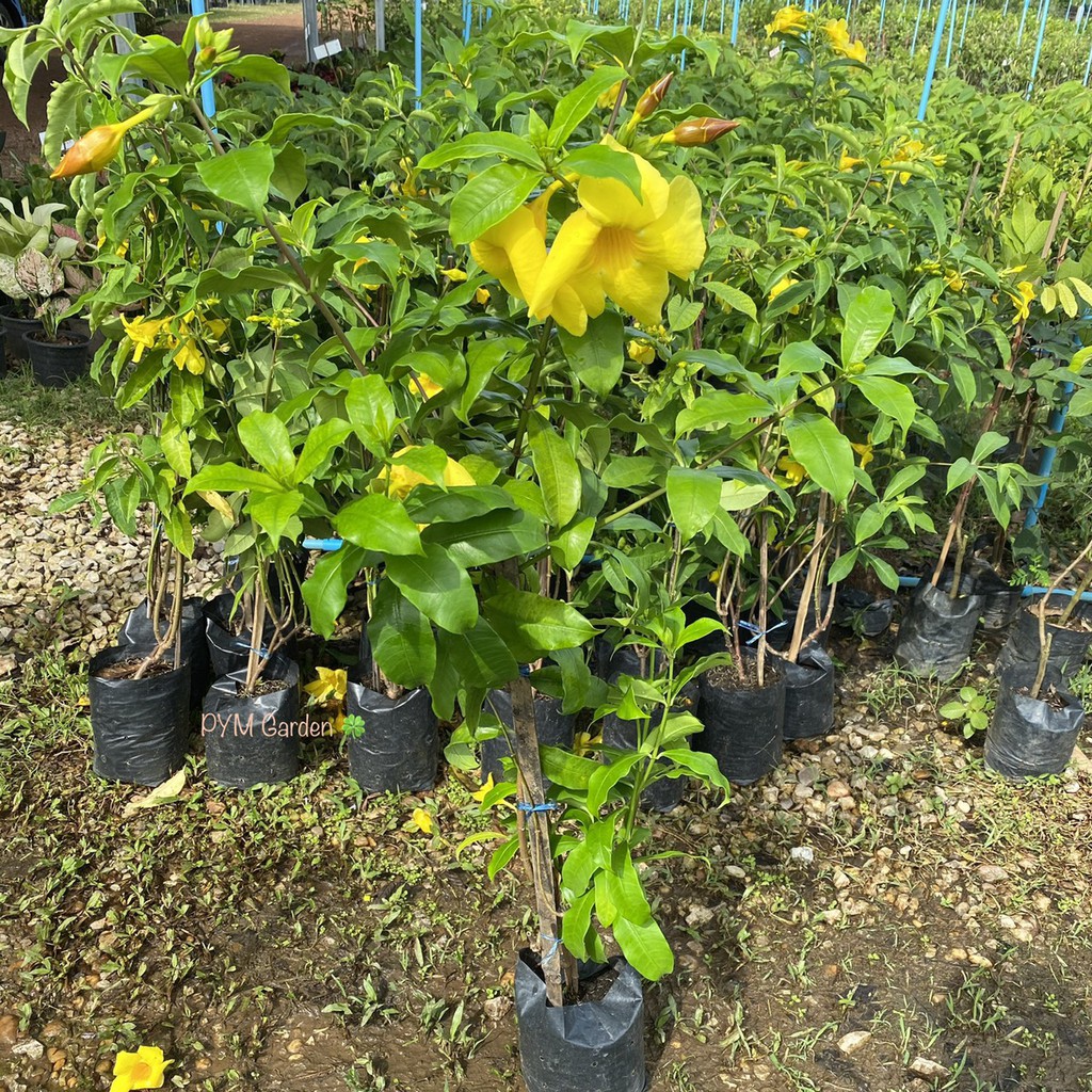 ต้นบานบุรี ดอกสีเหลือง สวยมาก ลำต้นสูง ขายราคาถูก (ส่งใหม่ฟรี หากสินค้าเสียหาย)