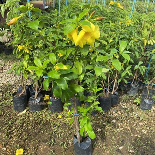 ต้นบานบุรี ดอกสีเหลือง สวยมาก ลำต้นสูง ขายราคาถูก (ส่งใหม่ฟรี หากสินค้าเสียหาย)