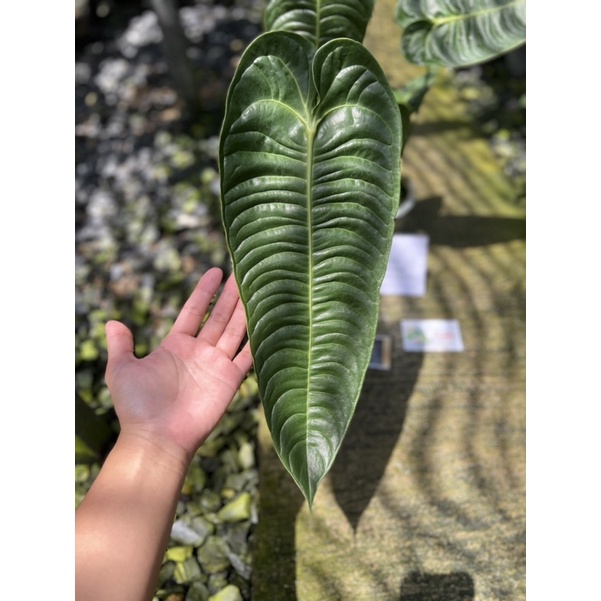 Anthurium Veitchii (King)