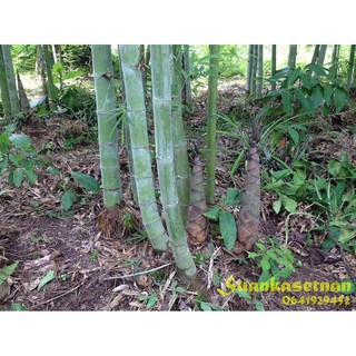 ไผ่ซางหม่น Dendrocalamus sericeus พร้อมส่ง