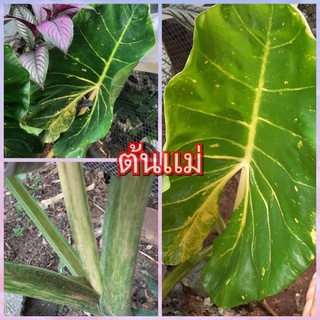 บอนเพชรเจ็ดสี "Alocasia New Guinea Gold