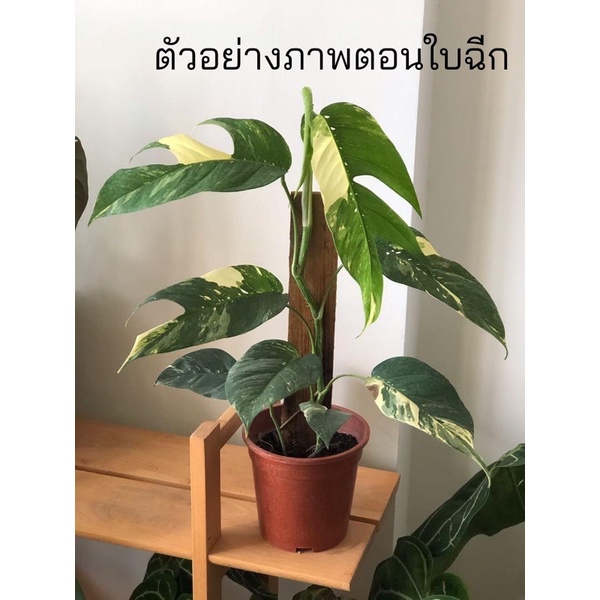 ❌ขายแล้ว❌อิพิด่างเหลือง🪴no.2🌱Epipremnum pinnatum yellow variegated☀️กระถาง 5.5 นิ้ว🪴ขึ้นหลักแล้ว