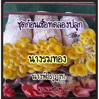 ก้อนเชื้อเห็ดชุดรวมสุขภาพ รวมก้อนเชื้อ 3 ชนิด10ก้อน239