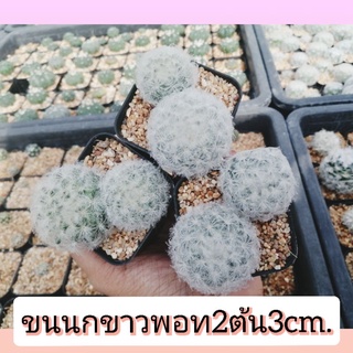 🌵💥แมมขนนกขาว💥🌵  พอต 2 ต้น Mammillaria plumosa  ไม้เมล็ด ขนาดต้น  3 ซม. ต้นกระบองเพชร ต้นแคคตัส (แคคตัส กระบองเพชร)