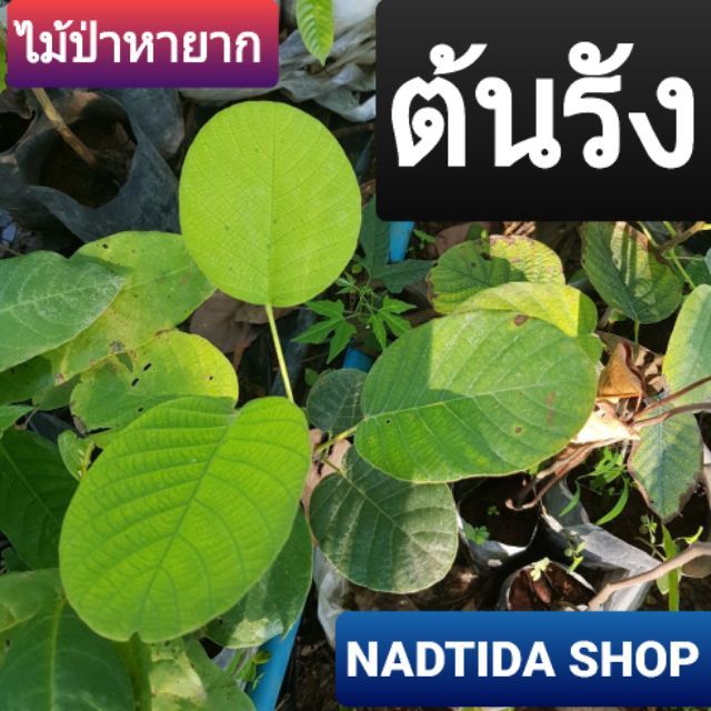 ต้นรัง 28ซม. รัง ต้นลัง ไม้ป่าหายาก | Shopee Thailand