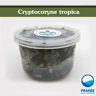 คริป Cryptocoryne tropica (เนื้อเยื่อ) *995*