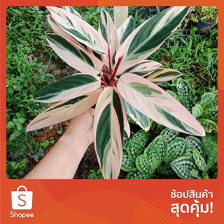 Flower Garden F239 นางพญาคล้าทอง คล้าทอง Calathea Triostar, Stromanthe Sanguinea #ไม้มงคล