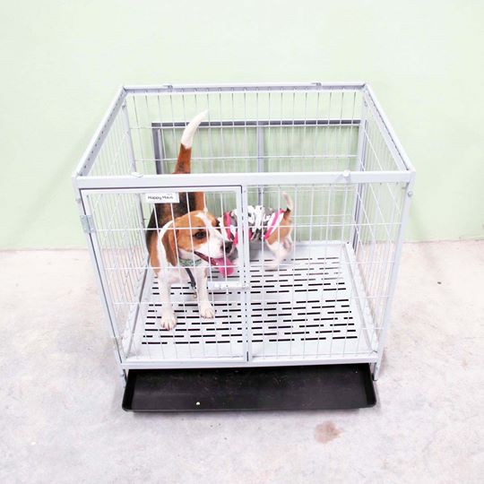 กรงสุนัขน็อคดาวด์ไซส์ S สีเทาอ่อน Happy Haus