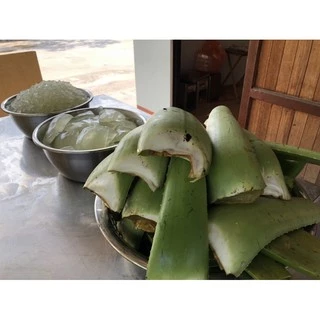 ใบว่านหางจระเข้ สด คัดใบใหญ่ กาบว่านหางจระเข้ 1กิโล