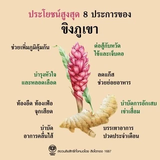 ขิงผงสิงโตทอง บริสุทธิ์100% ผลิตจากขิงภูเขาเนื้อทองออร์แกนิค ขิงผงสำเร็จรูป น้ำขิง ขิงซอง อินทรีย์ เพื่อสุขภาพใน