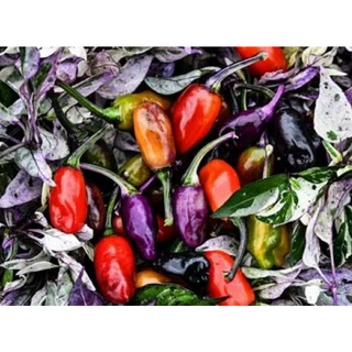 เมล็ดพันธุ์พริกด่าง จิ๊กซอว์ ฮอท เปปเปอร์ Jigsaw Hot Pepper seed เมล็ดพันธุ์ของแท้ คุณภาพดี ราคาถูก นำเข้าจากต่างประเทศ