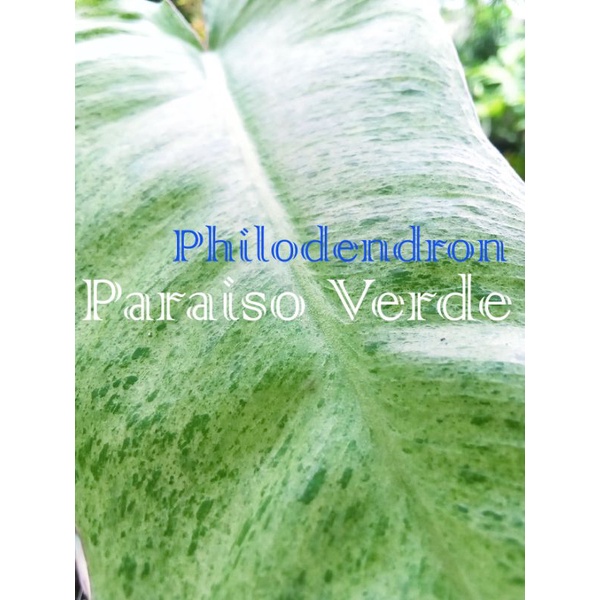 philodendron paraiso verde