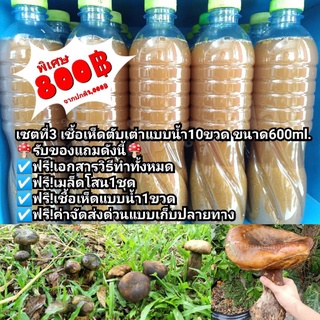 หัวเชื้อเห็ดตับเต่าเห็ดผึ้งเห็ดห้าส่งฟรีพร้อมของแถม