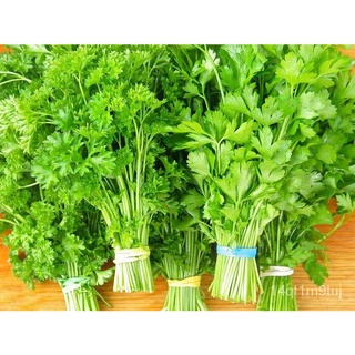 เมล็ดอวบอ้วน100%เมล็ดพันธุ์ พาสเลย์อิตาเลี่ยนใบใหญ่ (Flat Leaf Italian Parsley Seed) บรรจุ 500 เมล็ด คุณภาพดี ของแท้ 100