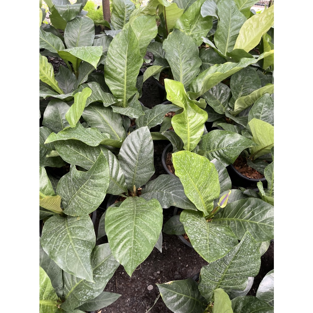 มุมมอง 3