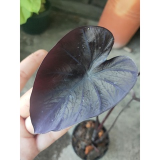 โคโลคาเซีย แบล็คคอรัล colocasia black coral 3000บาท ตามภาพ รากเดินดีค่ะ