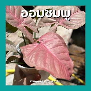 ออมชมพู Syngonium Pink มีหลายขนาด ส่งพร้อมกระถาง