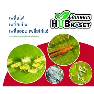 ไวต์ออยล์ 1ลิตร (ไวต์ออยล์) ป้องกันเพลี้ยหอย เพลี้ยไฟ เพลี้ยแป้ง เพลี้ยไก่แจ้ส้ม ไรแดง แมลงหวี่ขาว