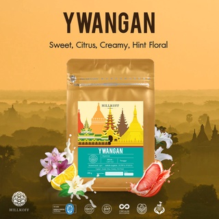 Hillkoff : Ywangan Arabica Specialty Roasted เมล็ดกาแฟคั่ว กาแฟ อาราบิก้าแท้ 100% อราบิก้า สเปเชียลตี้ หยุนง่าน