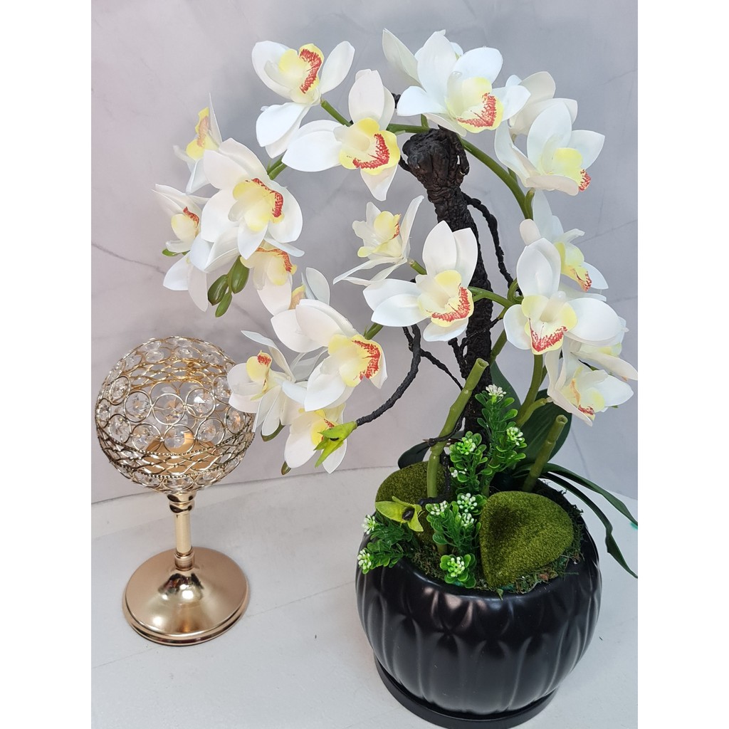 Orchird พร้อมกระถาง Orkid hisan orkid sap gubah orkid sap pasu tern tern tern erbalru ORCHIDS SIAP G