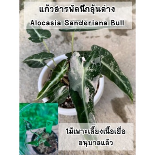 ต้นแก้วสารพัดนึกลุ้นด่าง (Alocasia Sanderiana Bull)  ไม้เนื้อเยื่ออนุบาลแล้ว