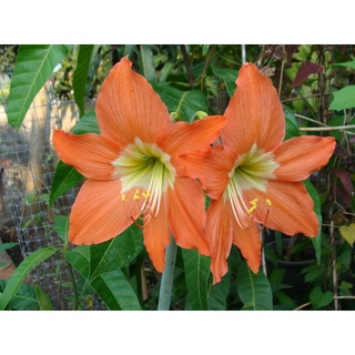 2หัว ว่านสี่ทิศ amaryllis ดอกสีส้มไข่ดาว พันธุ์พื้นเมือง ทนแดดทนฝน หัวขนาด 18-22 ซม ปลูกง่าย อึดทน ขยายพันธุ์เร็ว