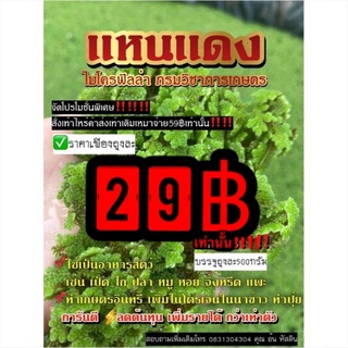 แหนแดง  ราคาถูกที่สุด (ไมโครฟินล่าขยายเร็ว)500กรัม