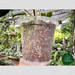 กระถางพลาสติกใสพรีเมี่ยม ขนาด 4 นิ้ว Siprang Garden Shop 🪴 สำหรับต้นไม้ที่คุณรัก ❤️