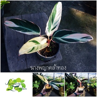 👑ต้นคล้าทอง หรือ นางพญาคล้าทอง 🌿 Stromanthe oppenheimiana ‘Tricolor’ไม้ใบ ไม้กระถาง👑