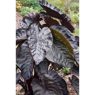 Colocasia Black ripple