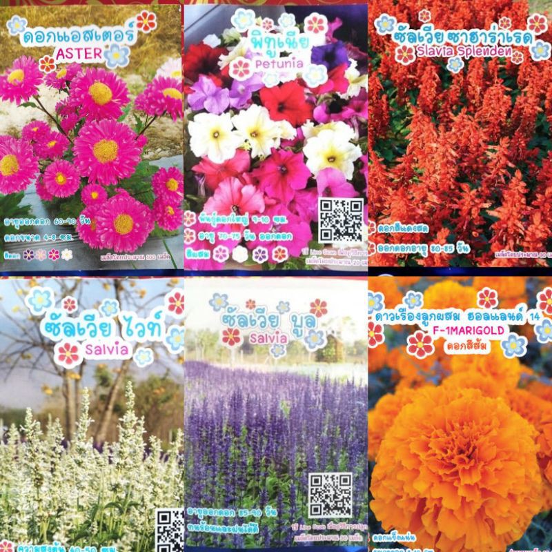 ด่วน!!! เมล็ดดอกไม้ ตราภูเขาทอง ราคาถูกมาก ส่งตรงจากโรงงาน - รูปที่ 2