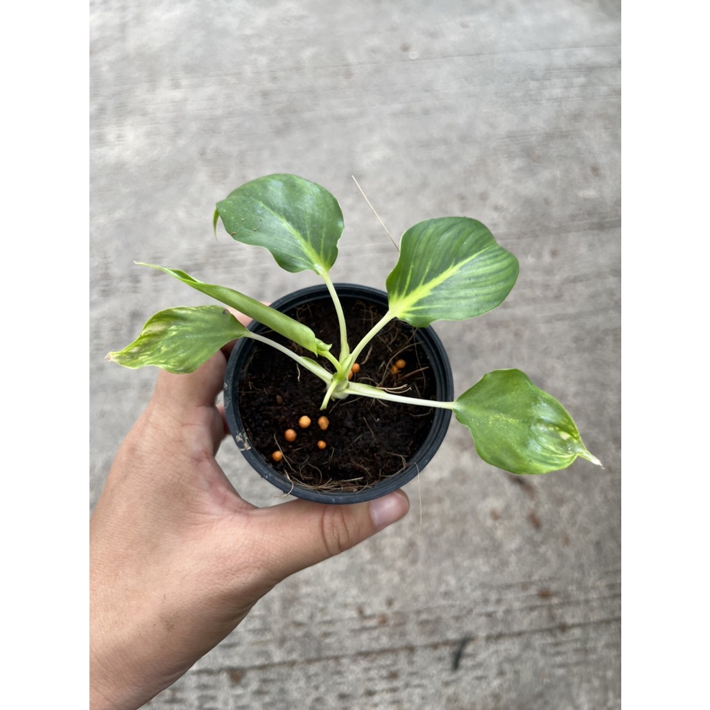 เสน่ห์จันทร์ขาว กระถาง 3 นิ้ว – White Moon Plant