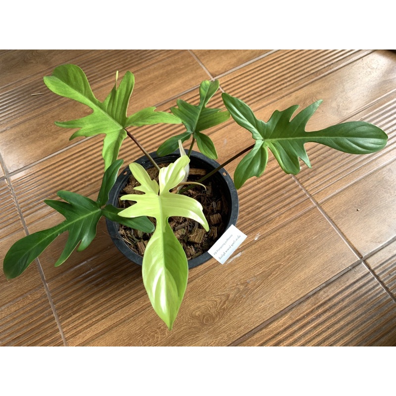 กุ้งโกสมิ้นท์ด่าง Philodendron florida ghost mint variegated