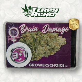 Brain Damage (Photo) - Growers Choice เมล็ดกัญชา นำเข้าแท้100% เมล็ดเพศเมีย