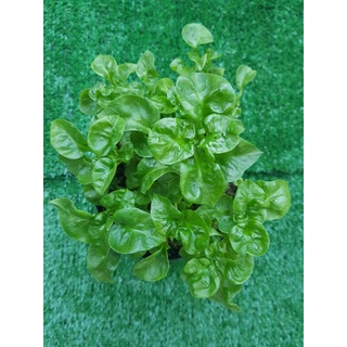 ต้นพันธ์ุ วอเตอร์เครสฮาวาย (Watercress)ขั้นต่ำ 2 ชิ้นรวมสินค้าในร้านได้