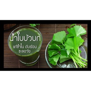 เมล็ดพันธุ์ใบบัวบก บรรจุ300เมล็ด ซื้อ3แถม1