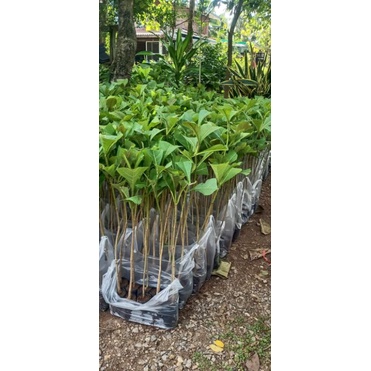 ต้นสักทอง20-40เซนติเมตร  (ขายเป็นชุดตามความสูง)