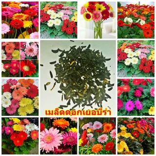 ขายส่ง เมล็ดพันธุ์เยอบีร่า คละสี  Gerbera ดอกเยอบีร่า พืชเศรษฐกิจ เมล็ดพันธุ์นำเข้า ไม้ดอกไม้ประดับ บรรจุชุดละ 100 เมล็ด