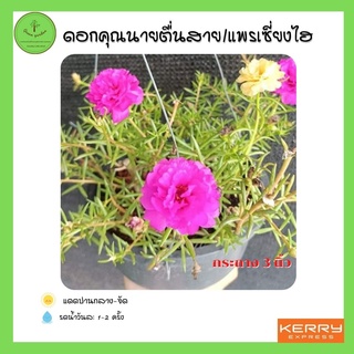 ดอกคุณนายตื่นสาย/แพรเซี่ยงไฮ กระถาง 5.5" (แบบแขวน) คละสี