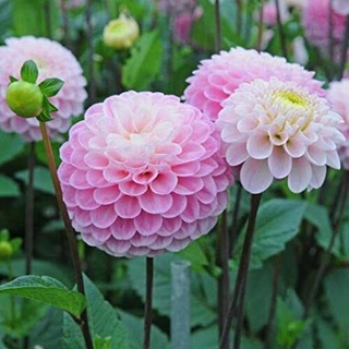 เมล็ดพันธุ์ dahlia pinnata pompon 30 เมล็ด เมล็ดพันธุ์นำเข้าจาก อังกฤษ