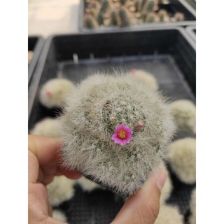 กระบองเพชร แคคตัส (Cactus) เหลาอ้าย (Mammillaria Laui)