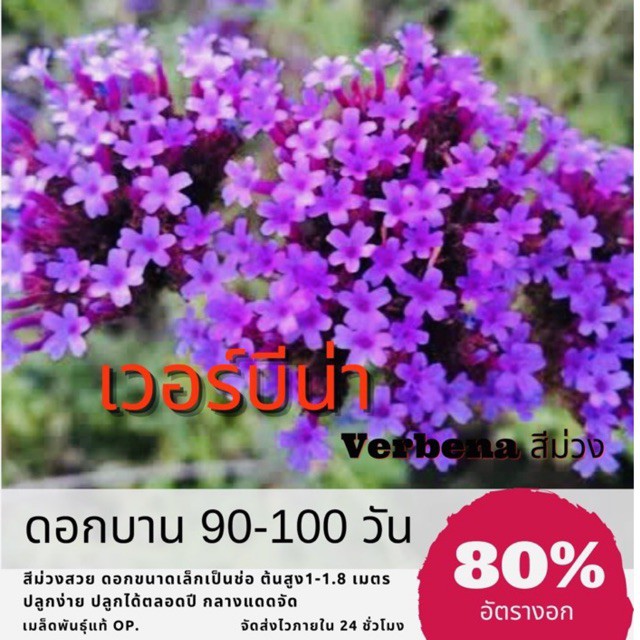 เมล็ดพันธุ์ ดอกเวอร์บีน่า 250 เมล็ด เวอร์บีน่า Verbena ราคาถูก ปลูกง่าย ดอกสวยมาก ซื้อ10แถม1 คละได้