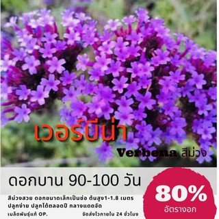 เมล็ดพันธุ์ ดอกเวอร์บีน่า 250 เมล็ด เวอร์บีน่า Verbena ✅ราคาถูก🪴ปลูกง่าย ดอกสวยมาก🔥ซื้อ10แถม1 คละได้🔥