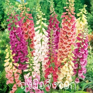 ดอกถุงมือจิ้งจอก🌺คละสี📌ถูกที่สุด10บ.📌เมล็ดพันธุ์ดอกถุงมือ30-200 เมล็ด🔥พันธุ์แท้🌱ปลูกง่าย🌺ดอกดกสวย