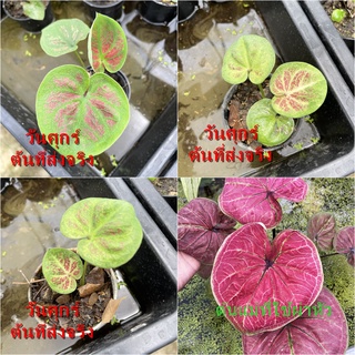 วันศุกร์บอนสี  บอนสีวันศุกร์ ไม้ผ่าหัว บอนสีตัวเทพ บอนสีราคาส่ง caladium บอนสีไทย