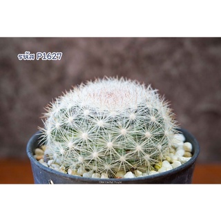 แมมมิลลาเรีย แคนดิด้า สโนว์บอล (Mammillaria Candida snowball V. ROSE) แคคตัส