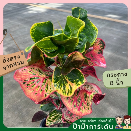 มุมมอง 3